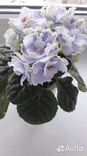 Фиалки Сортовые