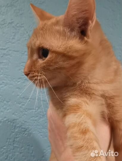 Кошка Веснушка