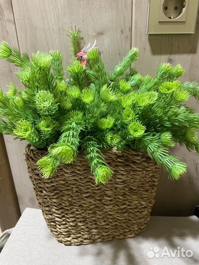 Веточки хвои