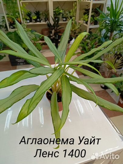 Аглаонема Микс