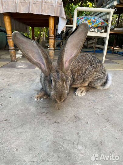 Кролики великаны