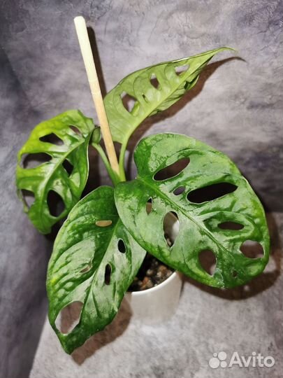Монстера адансона