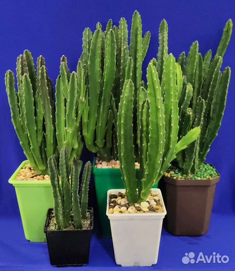 Суккулент аптения аихризон стапелия