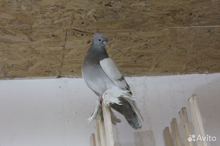 Голуби бойные