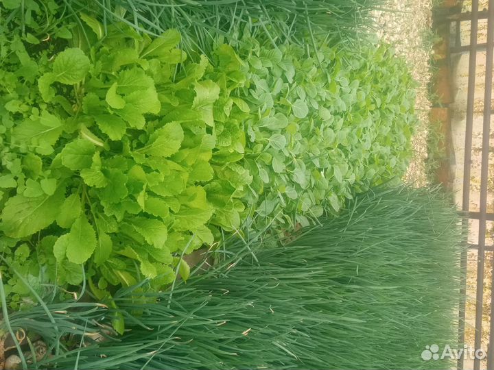 Рассада капусты, пекинский салат