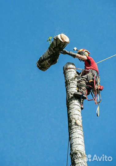 Спил деревьев