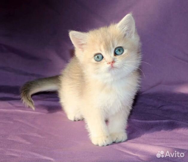 Британская шиншиллы голубое золото