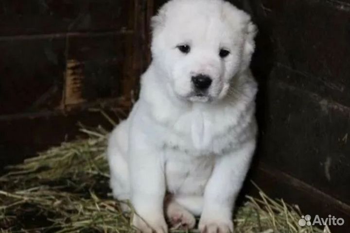 Алиментные щенки Алабая