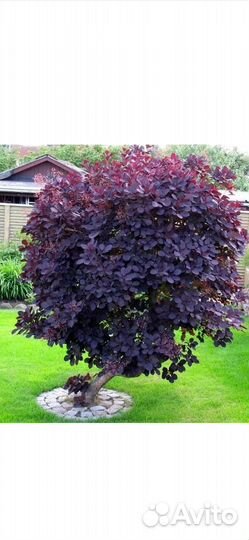 Скумпия Роял Перпл