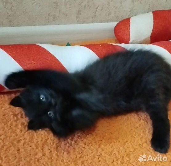 Котёнок