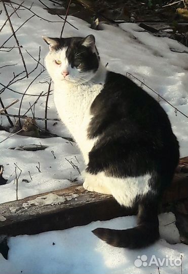 Отдам шикарного котика в хорошие руки