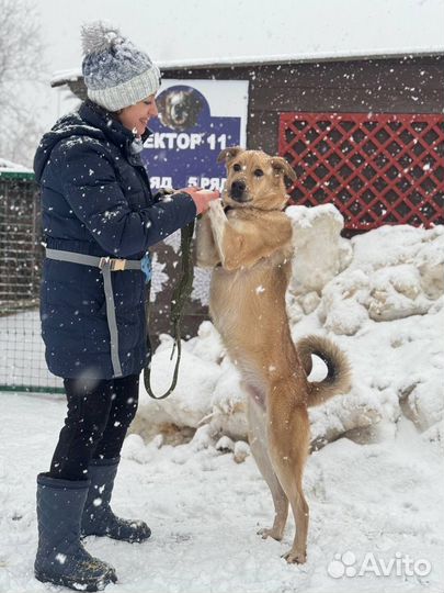 Собака в добрые руки