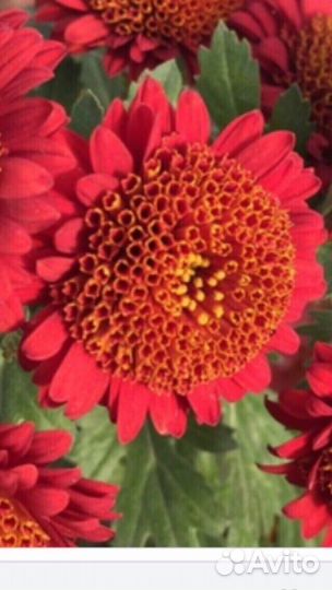 Хризантема