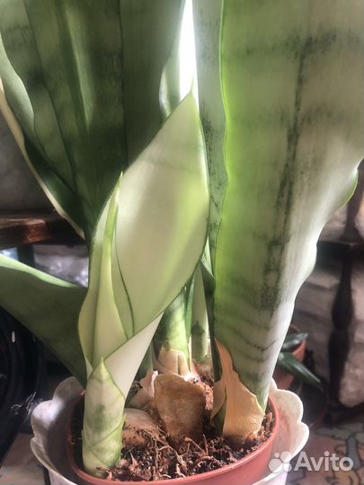 Сансевиерия Лунный Свет редкий суккулент