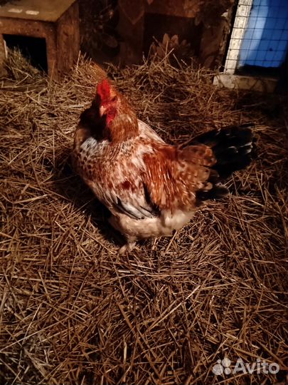 Молодые петухи