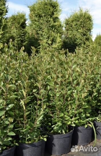 Кизильник блестящий живая изгородь