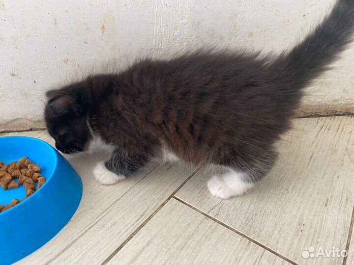 Кошки в добрые руки