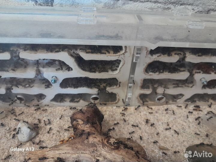 Муравьиная ферма с муравьями