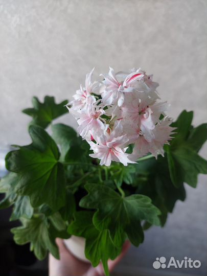 Пеларгония герань