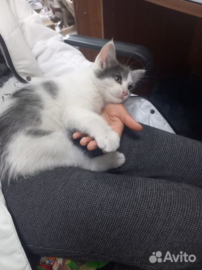 Котята в добрые руки бесплатно