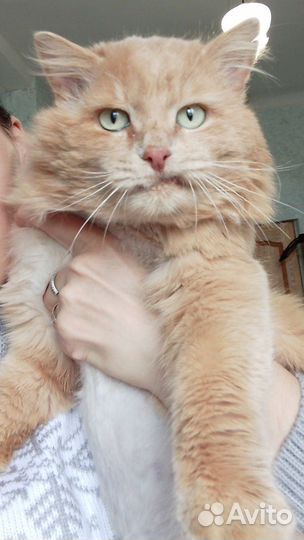 Коты в добрые руки