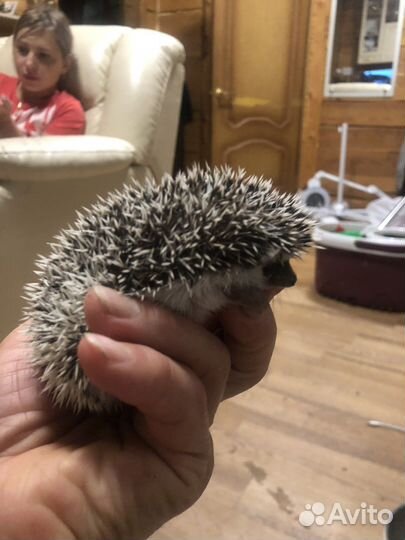 Африканский карликовый ежик