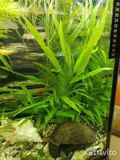 Аквариумные растения