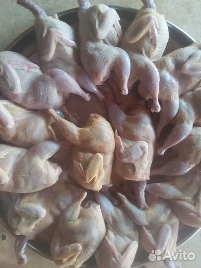 Перепела суточные,подрощенные, мясо перепелов