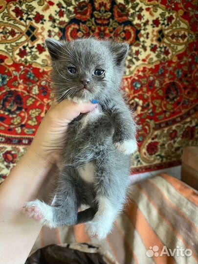 Кошки в добрые руки бесплатно