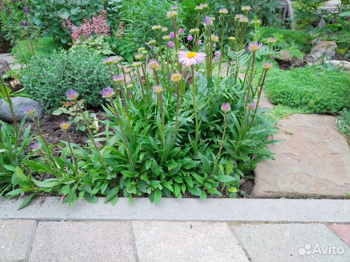 Почвопокровные растения