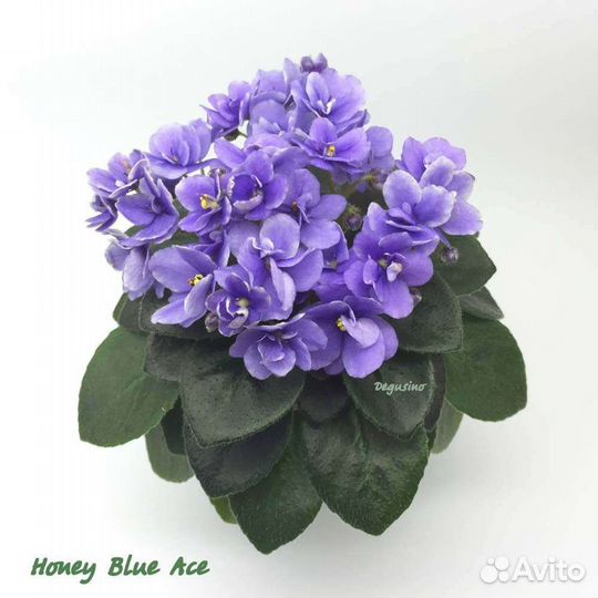 Детка фиалки Honey Blue Ace