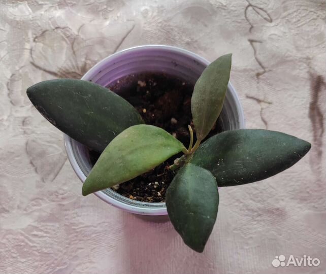 Хойя 2. В наличии