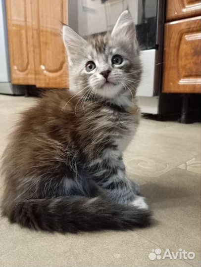 Котята мейнкуна