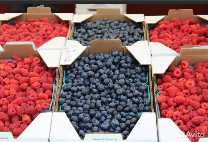 Ягода в ассортименте