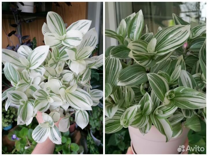 Традесканции