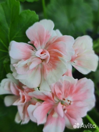 Пеларгонии сортовые