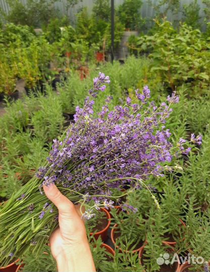Саженцы лаванды