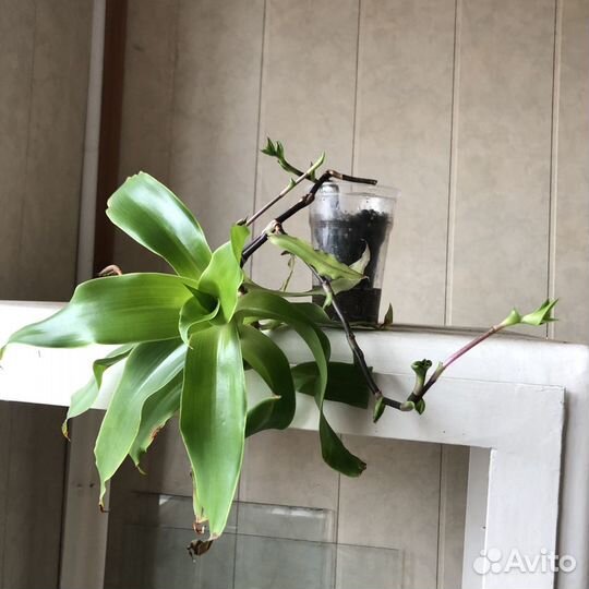 Комнатные цветы Золотой ус