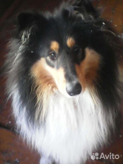 Вязка.Опытный кобель шотландской овчарки (колли)