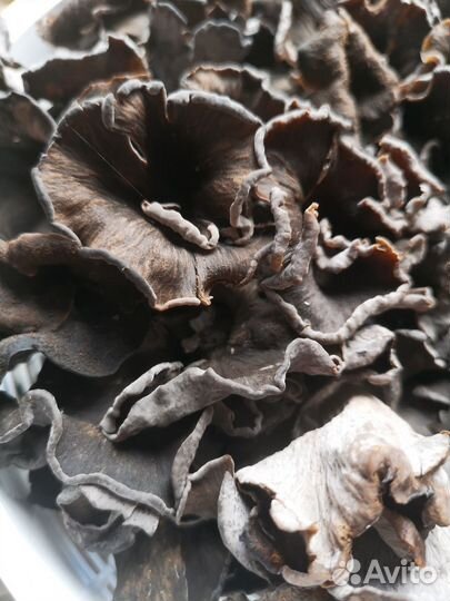 Грибы черные лисички