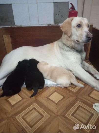 Щенки лабрадора