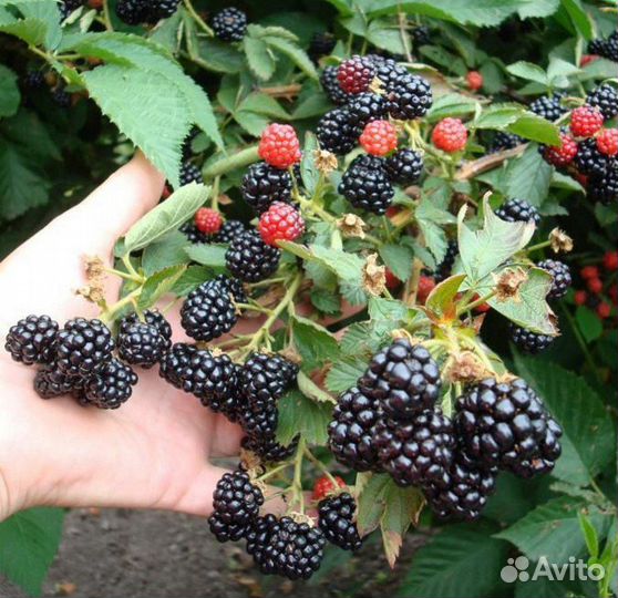 Ежевика Агавам - саженцы