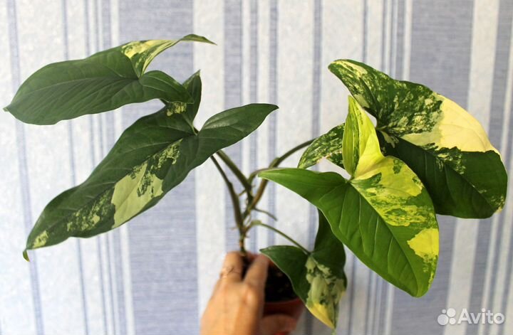 Сингониум империал еллоу/imperial yellow