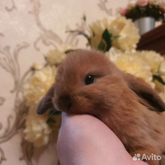 Карликовый барашек