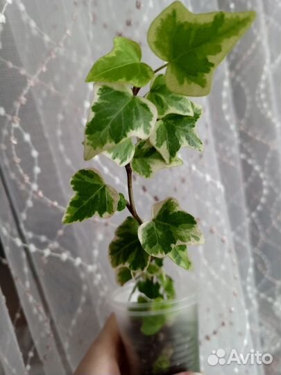 Комнатные растения