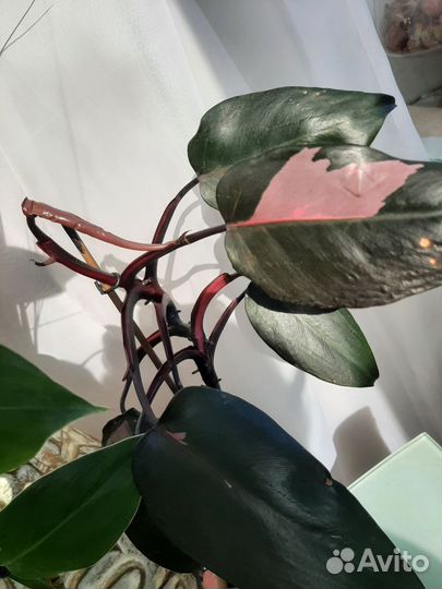 Филодендрон розовая принцесса