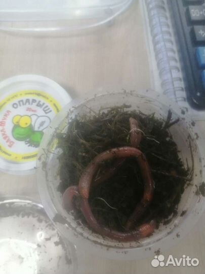 Черви для рыбалки