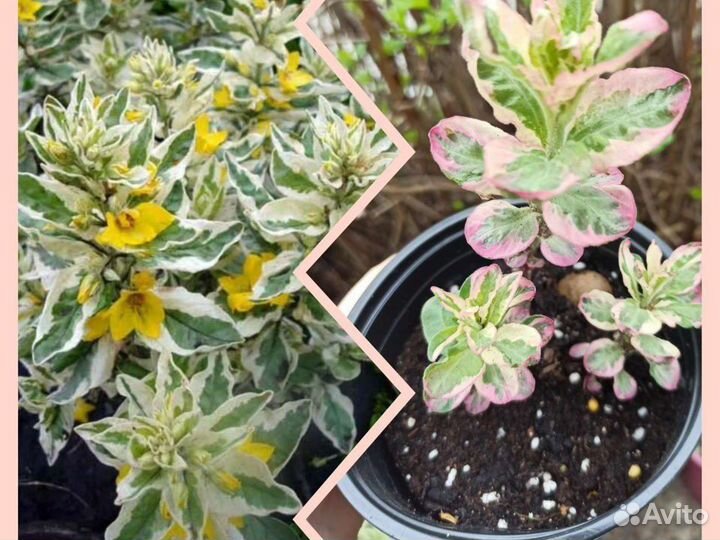 Садовые многолетники