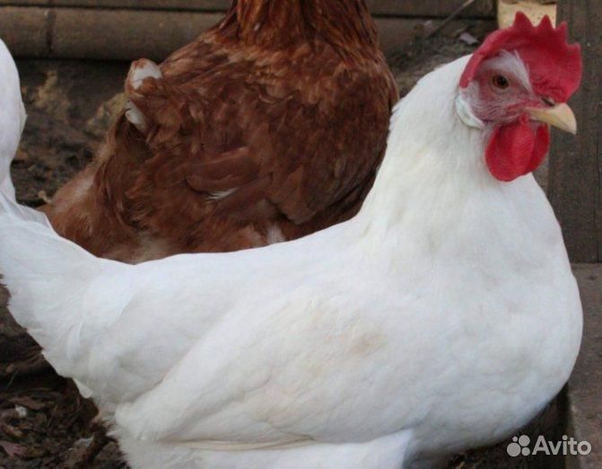 Курицы несушки