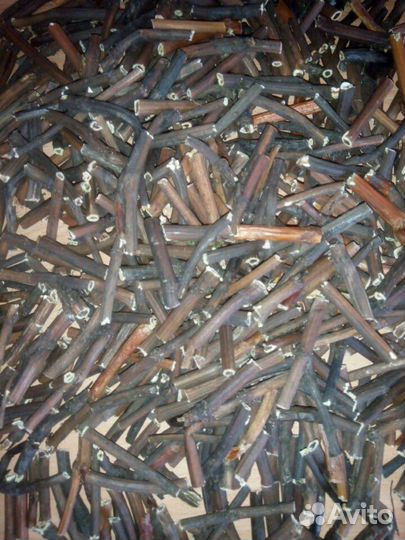 Сабельник корень